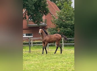 Oldenburger, Hengst, Fohlen (04/2024), Brauner