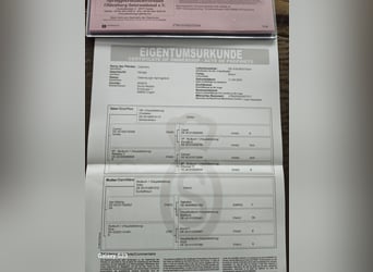 Oldenburger, Hengst, Fohlen (04/2024), Brauner