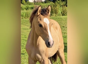 Oldenburger, Hengst, Fohlen (05/2026), Buckskin
