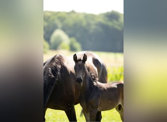 Oldenburger, Hengst, , Dunkelbrauner