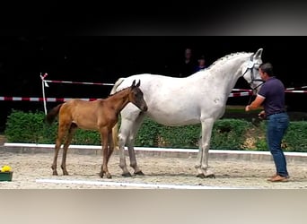 Oldenburger, Hengst, Fohlen (04/2026), Dunkelbrauner