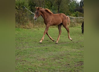 Oldenburger, Hengst, Fohlen (04/2024), Dunkelfuchs