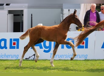 Oldenburger, Hengst, Fohlen (04/2025), Dunkelfuchs