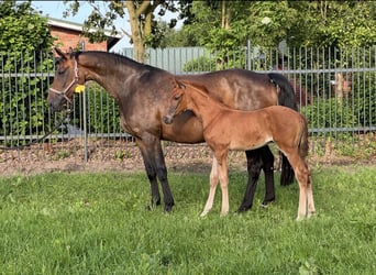 Oldenburger, Hengst, Fohlen (05/2026), Dunkelfuchs