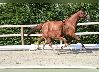 Oldenburger, Hengst, Fohlen (06/2025), Fuchs