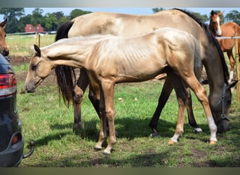 Oldenburger Mix, Hengst, Fohlen (04/2025), Palomino