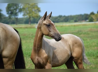 Oldenburger Mix, Hengst, Fohlen (04/2025), Palomino
