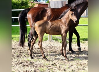 Oldenburger, Hengst, Fohlen (05/2025), Rappe