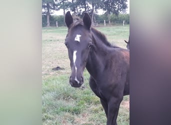 Oldenburger, Hengst, Fohlen (04/2025), Rappe