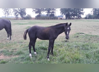 Oldenburger, Hengst, Fohlen (04/2025), Rappe