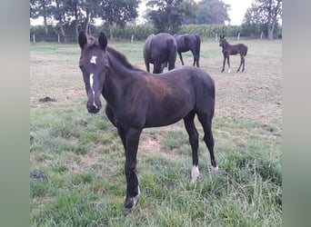 Oldenburger, Hengst, Fohlen (04/2025), Rappe