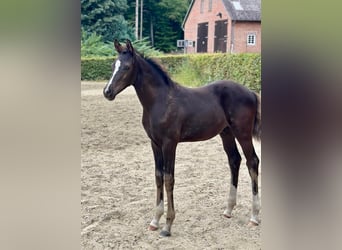 Oldenburger, Hengst, Fohlen (05/2025), Rappe