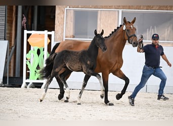 Oldenburger, Hengst, Fohlen (01/2025), Rappe