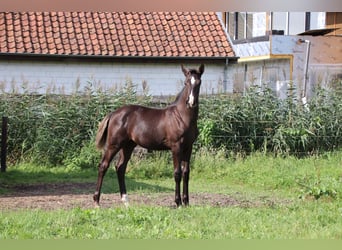 Oldenburger, Hengst, Fohlen (04/2024), Rappe