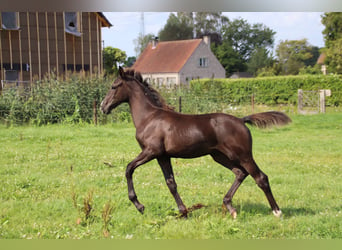 Oldenburger, Hengst, Fohlen (04/2024), Rappe