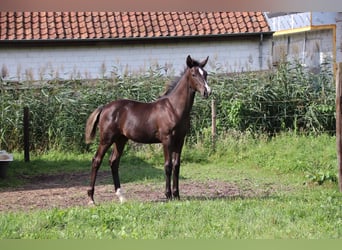 Oldenburger, Hengst, Fohlen (04/2024), Rappe