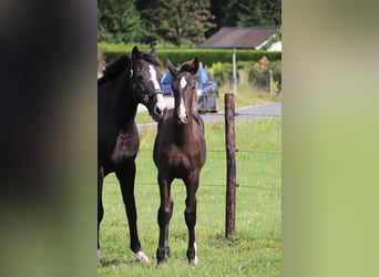 Oldenburger, Hengst, Fohlen (04/2024), Rappe