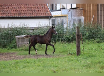 Oldenburger, Hengst, Fohlen (04/2024), Rappe