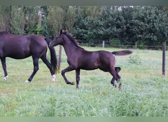 Oldenburger, Hengst, Fohlen (04/2024), Rappe