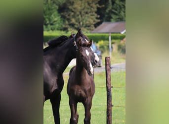 Oldenburger, Hengst, Fohlen (04/2024), Rappe