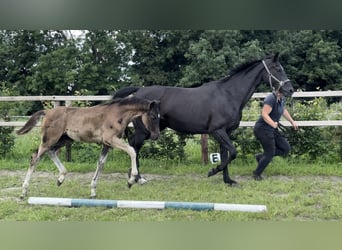 Oldenburger, Hengst, Fohlen (04/2025), Rappe