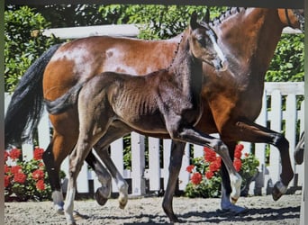 Oldenburger, Hengst, Fohlen (04/2026), Rappe