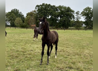 Oldenburger, Hengst, Fohlen (04/2025), Schwarzbrauner