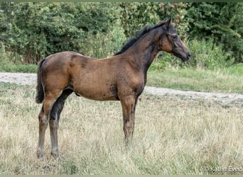 Oldenburger, Hengst, Fohlen (04/2026), Schwarzbrauner