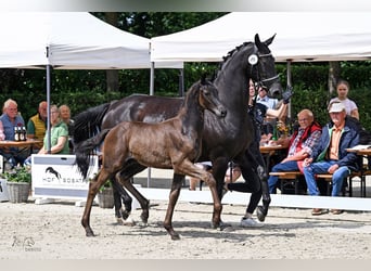 Oldenburger, Hengst, Fohlen (04/2026), Schwarzbrauner