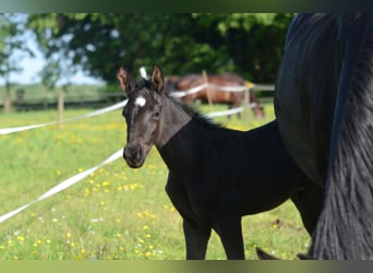 Oldenburger, Hengst, Fohlen (05/2026), Schwarzbrauner