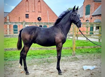 Oldenburger, Hengst, Fohlen (05/2025), Schwarzbrauner