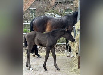 Oldenburger, Hengst, Fohlen (03/2024), Schwarzbrauner