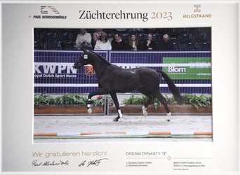 Oldenburger, Hengst, , Schwarzbrauner