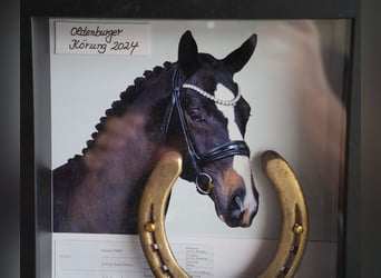 Oldenburger, Hengst, , Schwarzbrauner