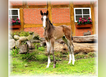 Oldenburger, Hengst, , Schwarzbrauner