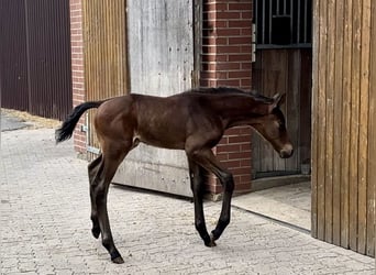 Oldenburger, Hengst, Fohlen (04/2025), Schwarzbrauner