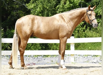 Oldenburger, Hengst, 6 Jaar, 168 cm, Palomino