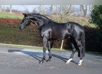 Oldenburger, Hengst, 4 Jahre, 170 cm, Rappe