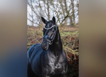 Oldenburger, Hengst, 4 Jahre, 170 cm, Rappe