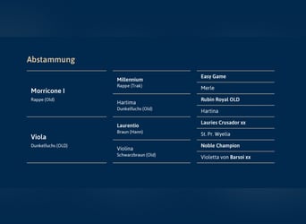 Oldenburger, Hengst, 4 Jahre, 170 cm, Rappe