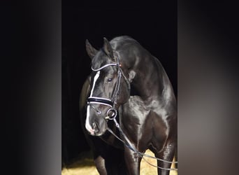 Oldenburger, Hengst, 5 Jahre, 173 cm, Rappe