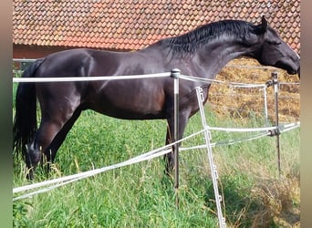 Oldenburger, Hengst, 5 Jahre, 170 cm, Rappe