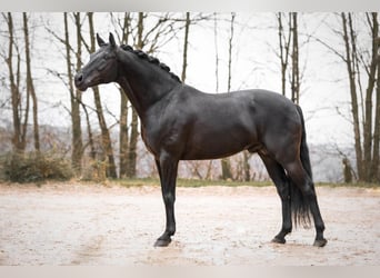 Oldenburger, Hengst, 9 Jahre, 168 cm, Rappe