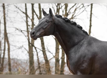 Oldenburger, Hengst, 9 Jahre, 168 cm, Rappe