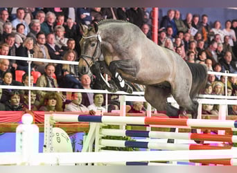 Oldenburger, Hengst, 10 Jahre, 168 cm, Schimmel