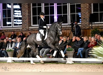 Oldenburger, Hengst, 4 Jahre, 170 cm, Schimmel