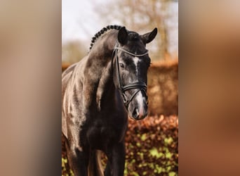 Oldenburger, Hengst, 4 Jahre, 170 cm, Schimmel