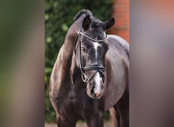 Oldenburger, Hengst, 4 Jahre, 170 cm, Schimmel
