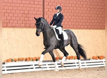 Oldenburger, Hengst, 4 Jahre, 168 cm, Schwarzbrauner