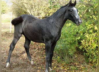 Oldenburger, Hengst, Veulen (04/2025), 140 cm, Schimmel